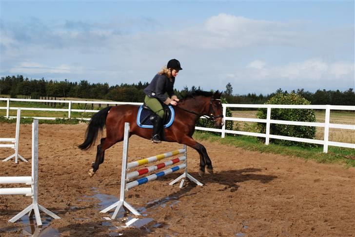 Hollandsk Sportspony Cupido<3 - Spring hjemme :D <3 Foto: Far<3 billede 14