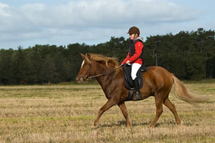Islænder Laki *Solgt* :'( - til jagt på laki billede 13