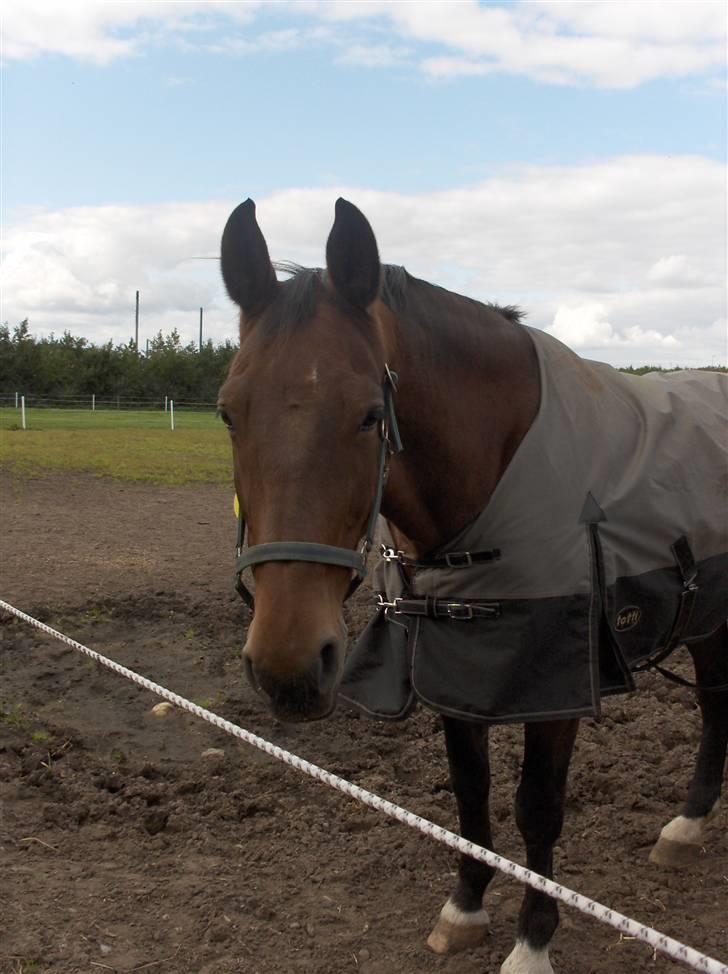 Anden særlig race Leica  billede 8