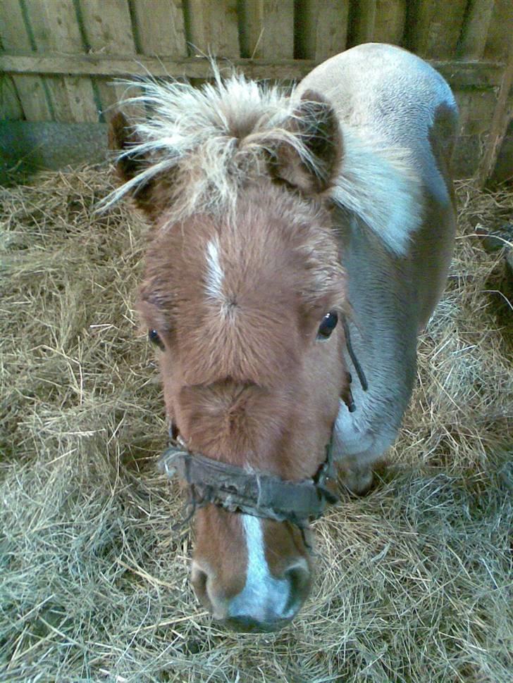 Shetlænder Terminator :´) - Uhh! Han er bare SÅ nuser!!! :´) <3<3<3 billede 17