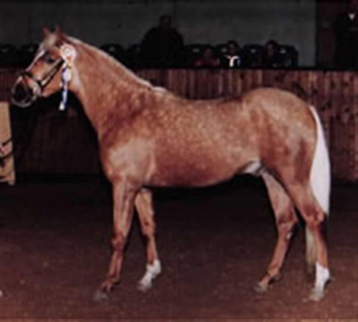 Palomino Kingsettle solidus<3  billede 8