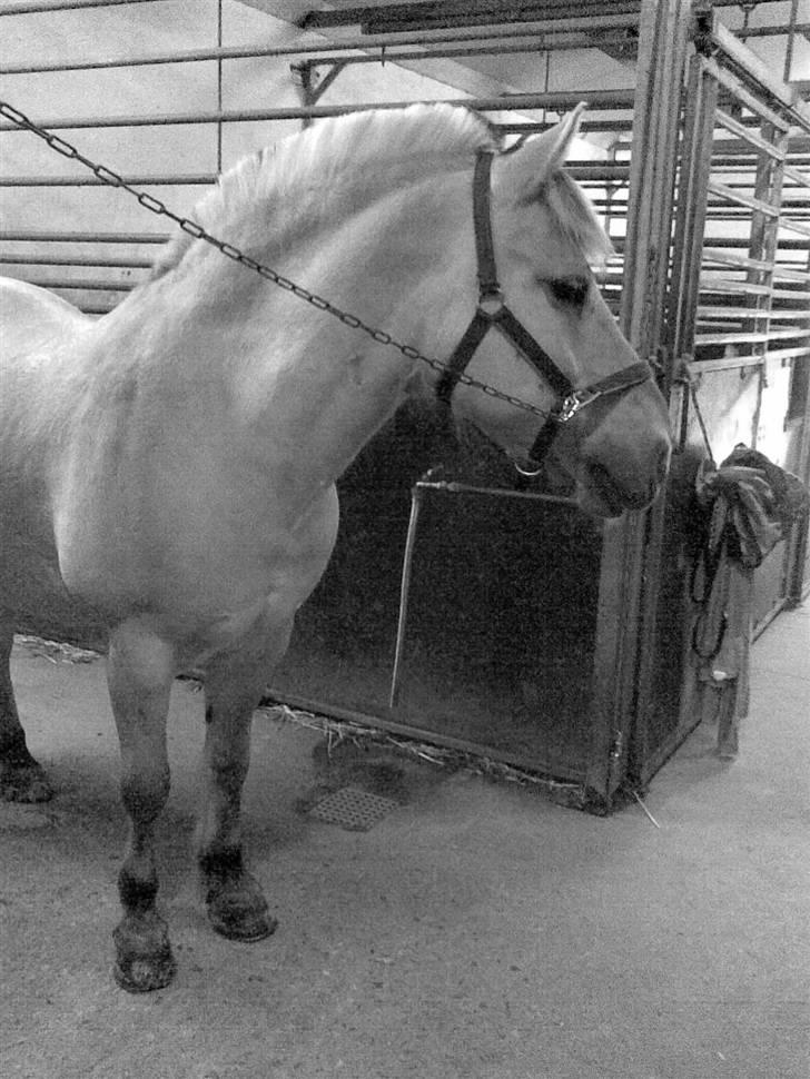 Fjordhest Grisling billede 13