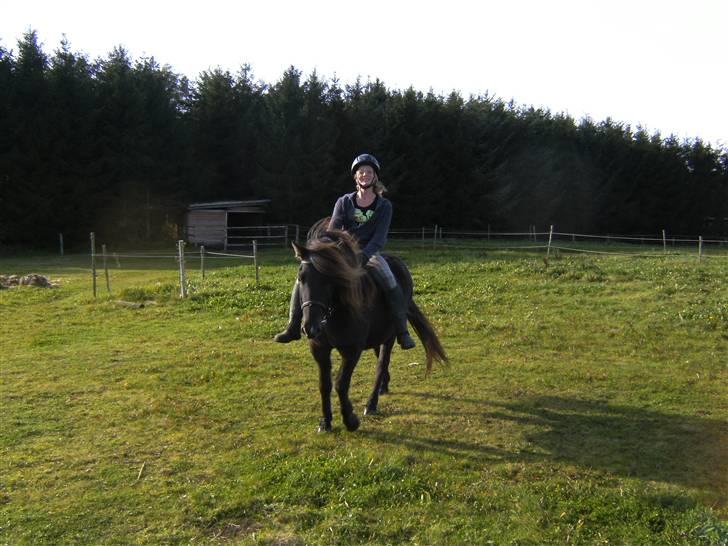 Islænder Faxi  billede 13