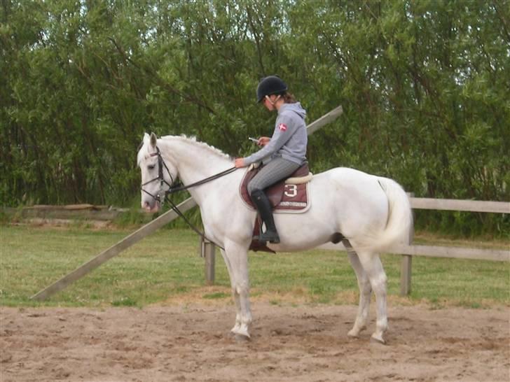 Irsk Sportspony Free Lee - Han er en fantastisk pony! billede 1
