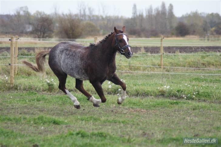 Welsh Pony (sec B)  D.B Tinka ( SOLGT) billede 13