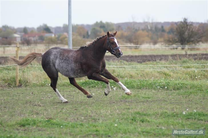 Welsh Pony (sec B)  D.B Tinka ( SOLGT) billede 14