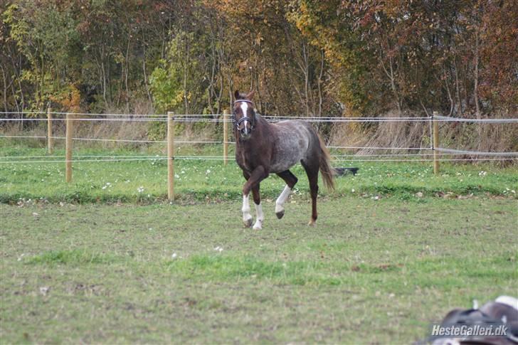 Welsh Pony (sec B)  D.B Tinka ( SOLGT) billede 15