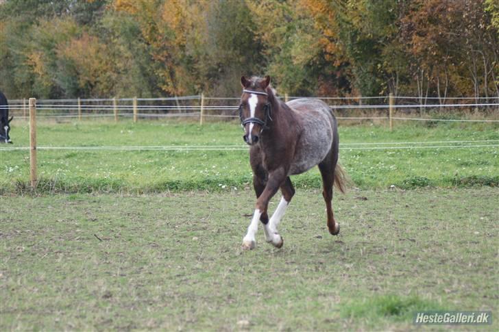 Welsh Pony (sec B)  D.B Tinka ( SOLGT) billede 17