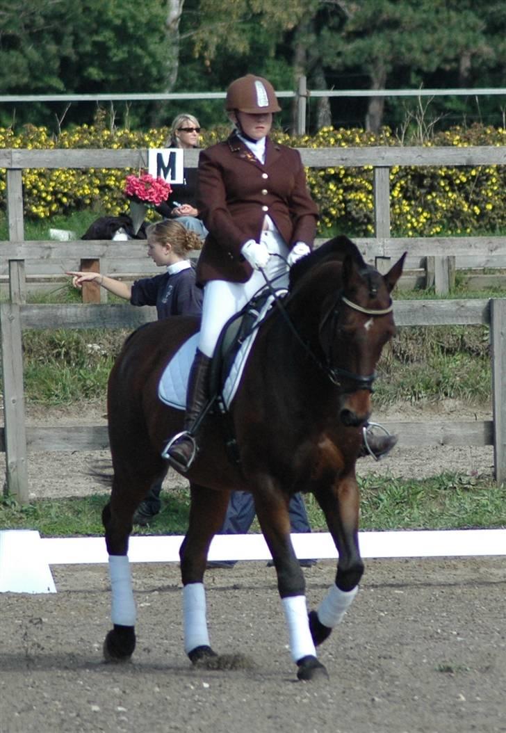 Dansk Varmblod Leroux   RIP  billede 18