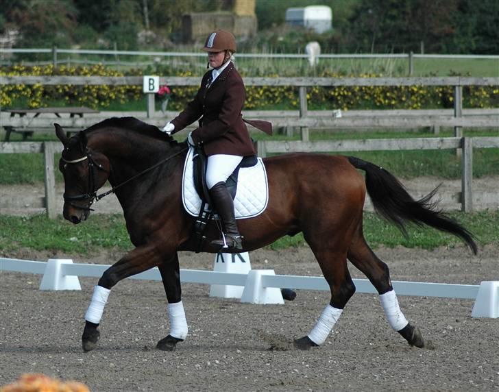 Dansk Varmblod Leroux   RIP  billede 19