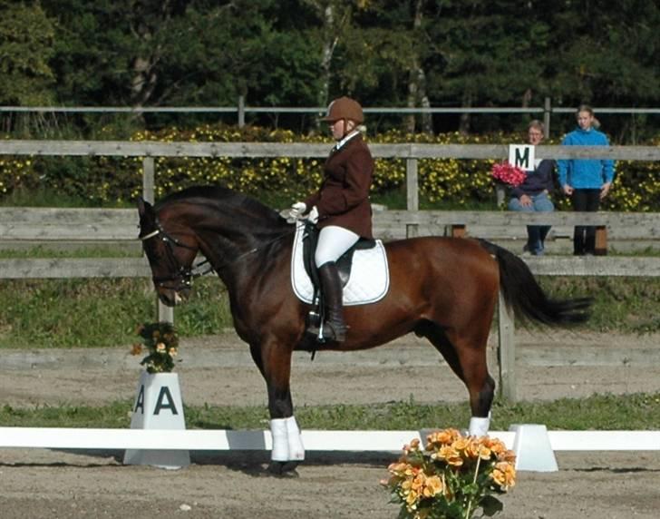 Dansk Varmblod Leroux   RIP  billede 20