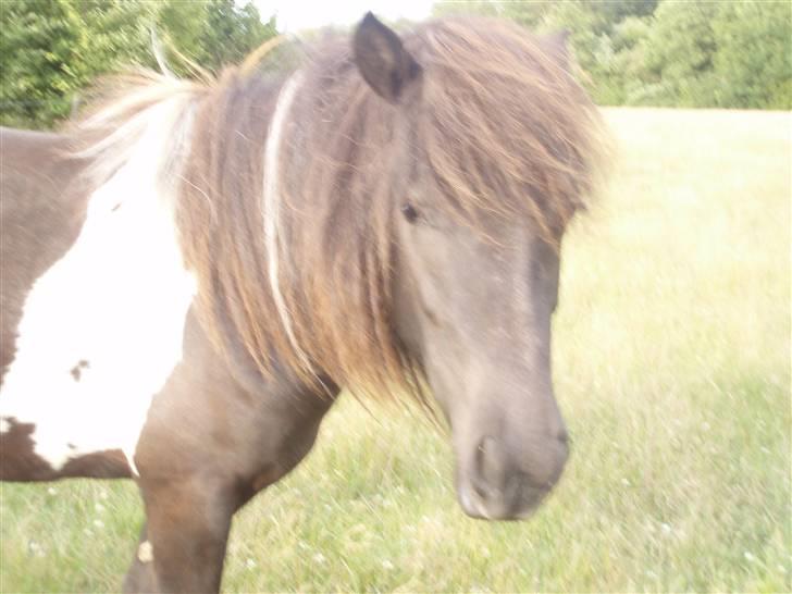 Islænder Katla (føl) billede 11