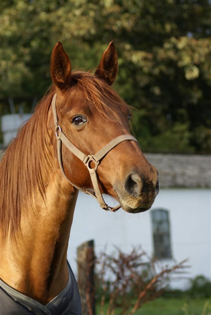 Palomino Tequila Sunrise ( x part) billede 17