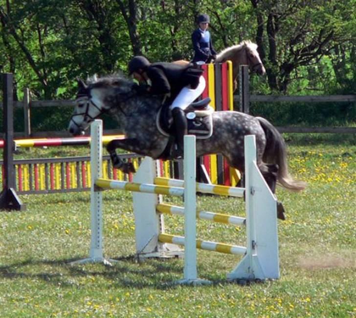New Forest Odbjergs Isabell er slogt billede 5