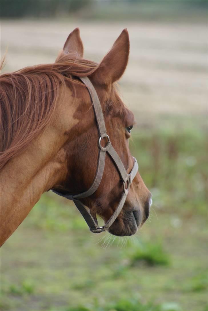 Palomino Tequila Sunrise ( x part) billede 18