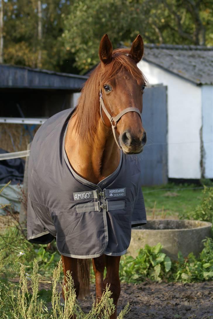 Palomino Tequila Sunrise ( x part) billede 19