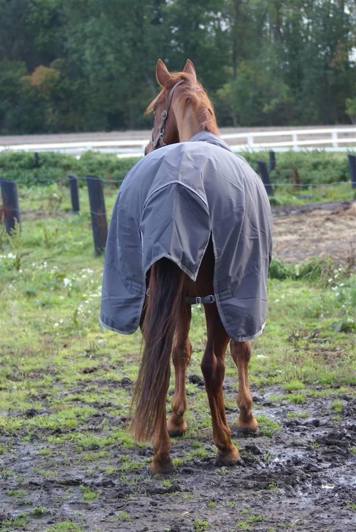 Palomino Tequila Sunrise ( x part) billede 20