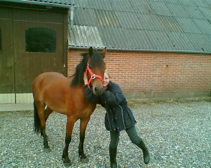 Dartmoor Innis Julian - Dagen efter jeg havde fået ham :i billede 3