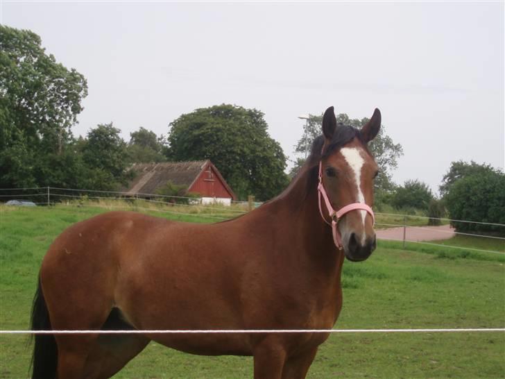 DSP Thorups Manilla - 14. juli 2007 billede 9