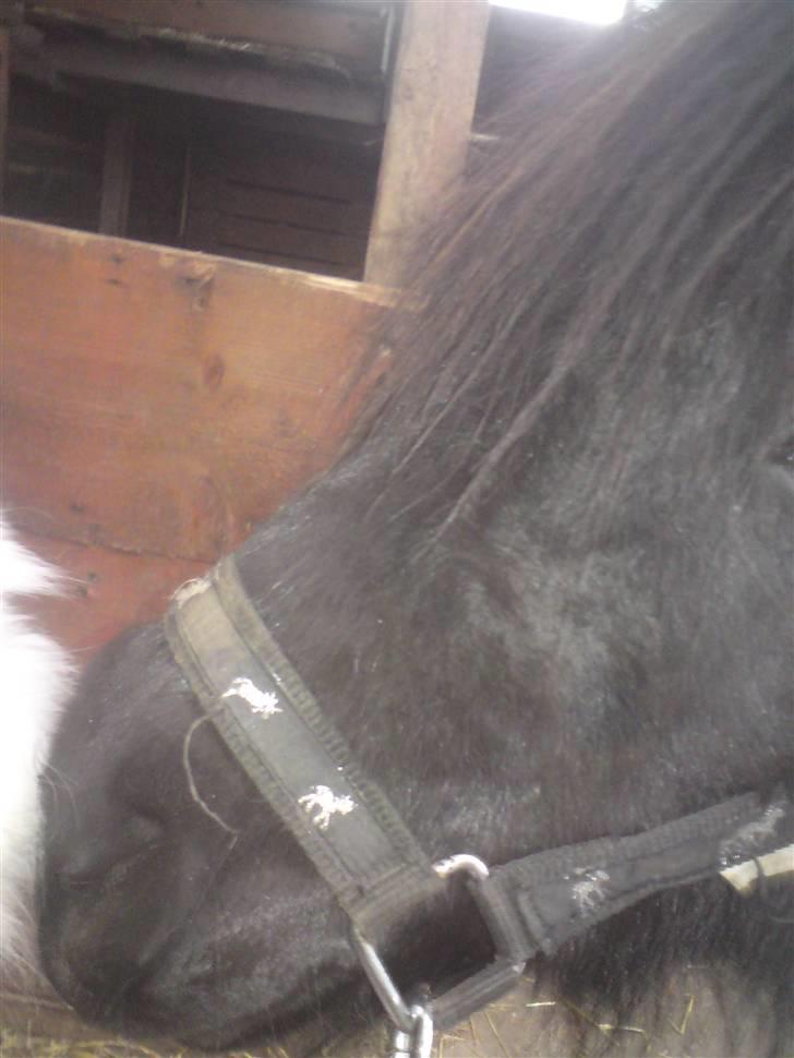 Shetlænder Sali SOLGT - Sali ELSKER kaniner billede 19