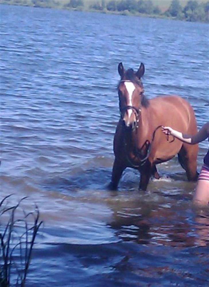 DSP Thorups Manilla - 28. juni 2009 billede 13