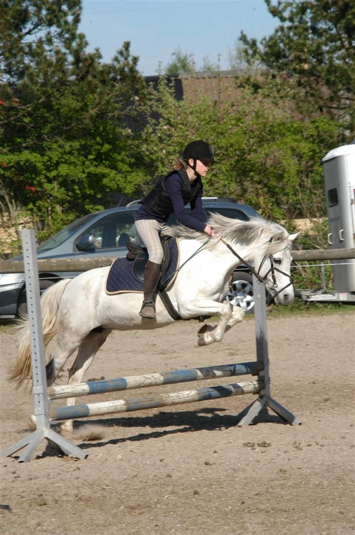 Anden særlig race Perle( Part) <'33 - Nanna Sringer Perle:D <´3 billede 3