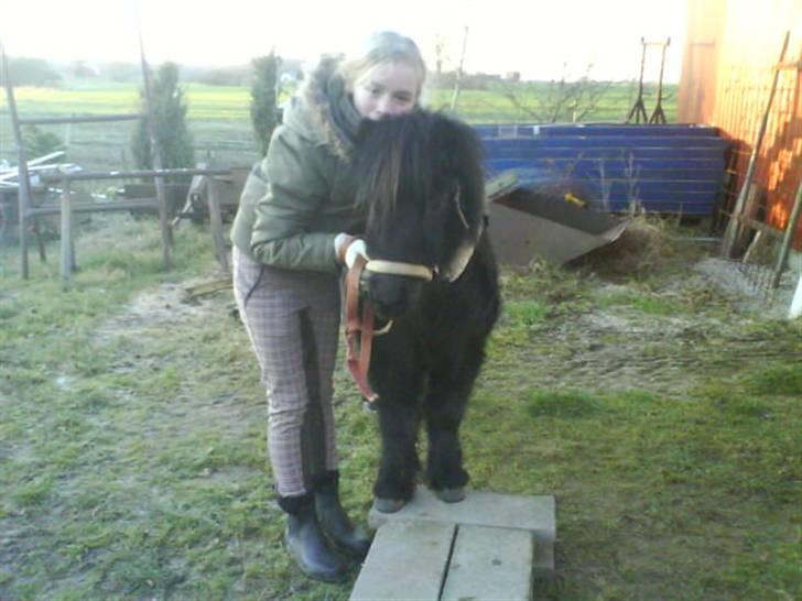 Shetlænder Sali SOLGT billede 20