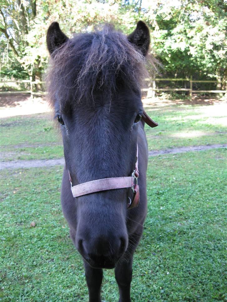 Islænder Ullinn fra Trappehaven billede 5