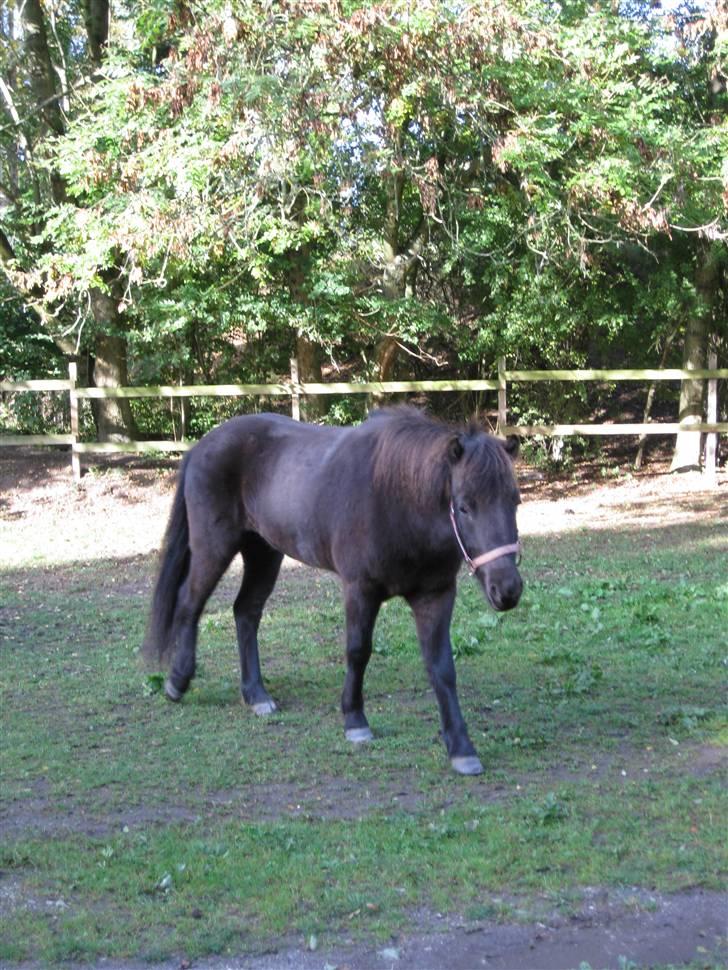 Islænder Ullinn fra Trappehaven billede 6