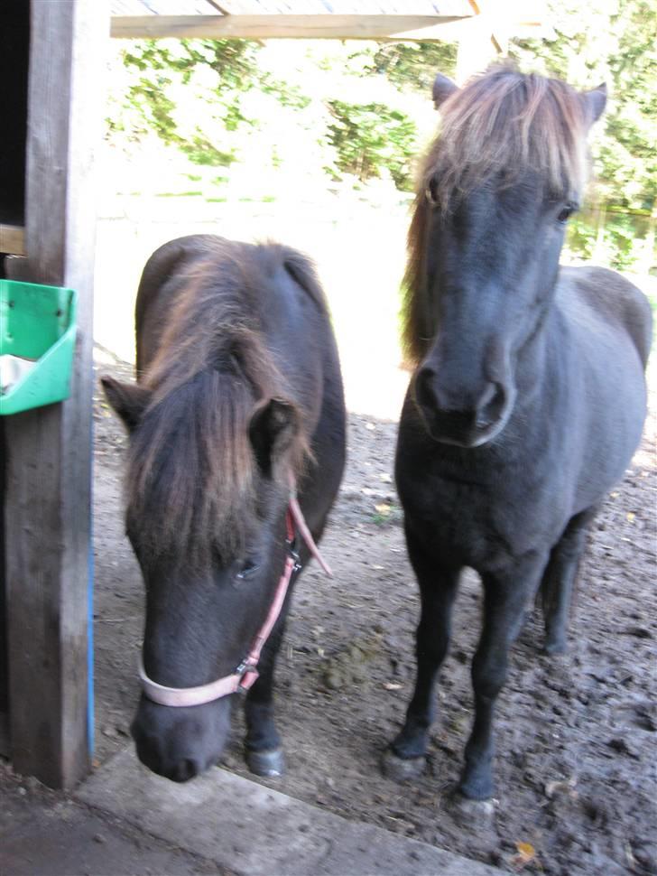 Islænder Ullinn fra Trappehaven billede 7