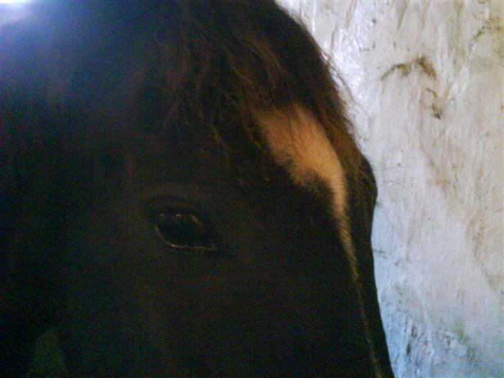 New Forest Black Pepper *elev pony* - Huuh, Træt! <3 xD Foto: Mig! billede 2