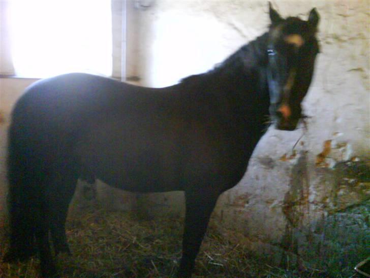 New Forest Black Pepper *elev pony* - Hvad Sker Der? <33 xD Foto: Mig billede 3