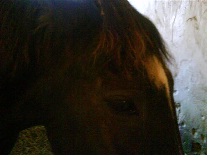 New Forest Black Pepper *elev pony* - Er Træt. Foto: Mig <3 billede 4