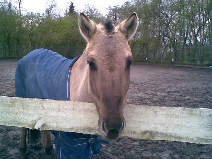Konik Polski Hodja - Hodja (Februar/Marts 08, tror jeg)  billede 4
