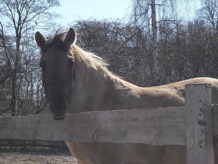 Konik Polski Hodja - Smukke <3 [Foto: Bettina] billede 6