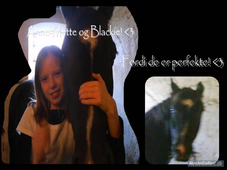 New Forest Black Pepper *elev pony* - Os 2 4-ever, Min Engle Basse! Lavet af: Marie Louise billede 5