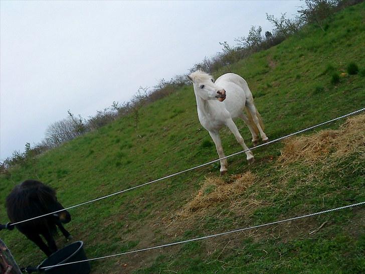 Welsh Mountain (sec A) Bianca  - velkommen til min profil jeg hedder Bianca<33 billede 1