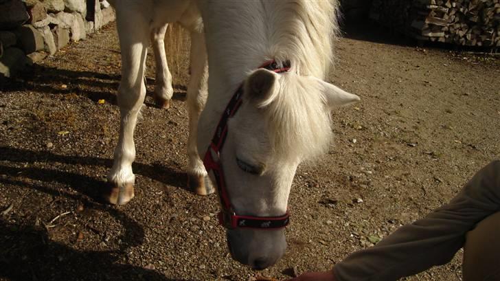 Welsh Mountain (sec A) Bianca  - hmm det ser spænde ud billede 4
