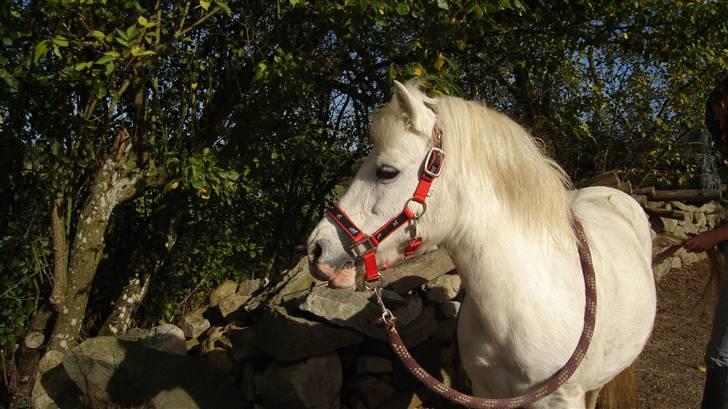 Welsh Mountain (sec A) Bianca  - her er jeg så igen er jeg ikke sød<<3 billede 5
