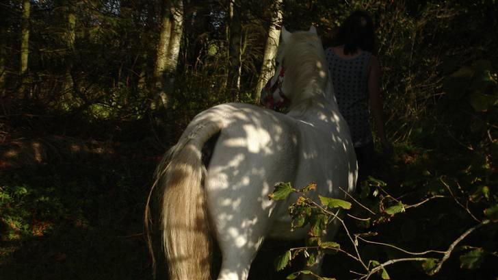 Welsh Mountain (sec A) Bianca  - så går jeg en tur i skoven hyggeligt<33 billede 7