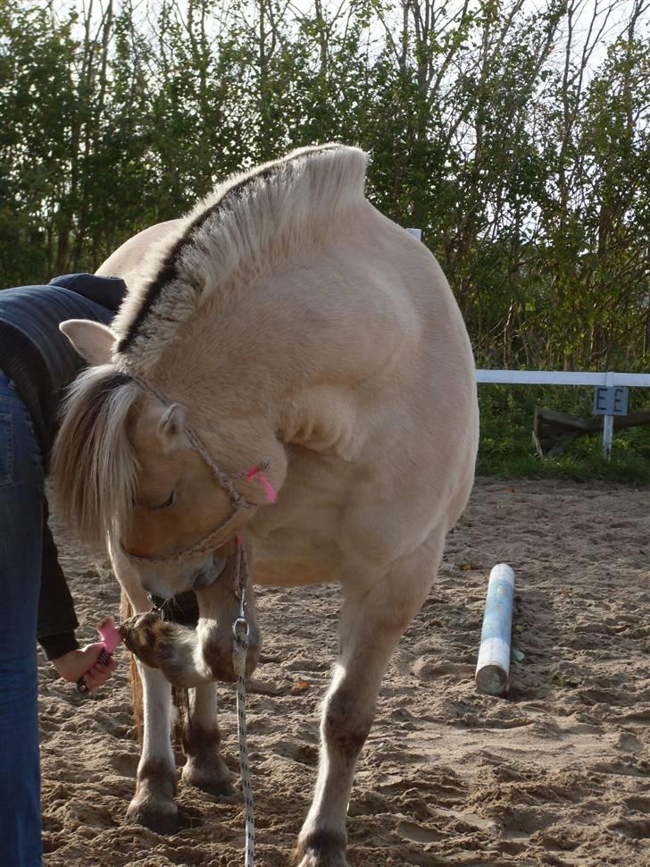 Fjordhest Einar Frølunde (Zorro) - Hva´ laaaver du? billede 5