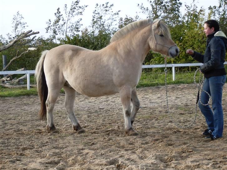 Fjordhest Einar Frølunde (Zorro) - Træner vel et eller andet - kan ikke huske hvad ;-) billede 6