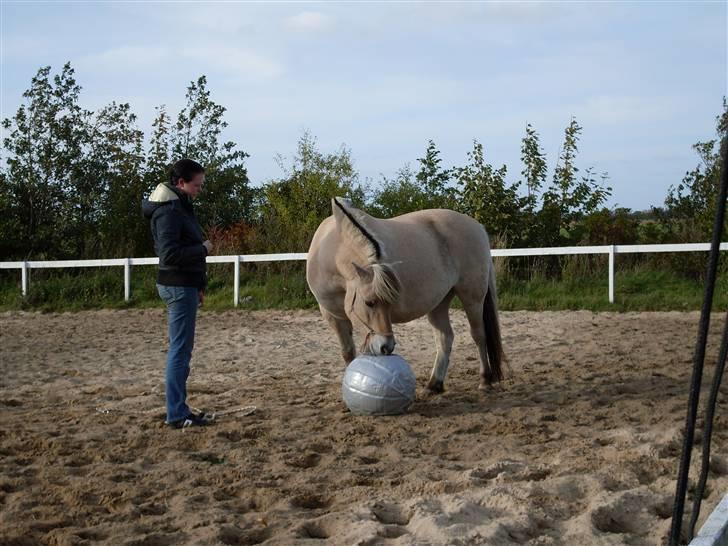 Fjordhest Einar Frølunde (Zorro) - Zorro er i gang med at lære at spille bold! (Med klikker) billede 7
