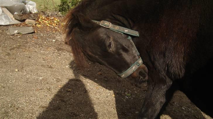 Anden særlig race munik - velkommen til min profil jeg hedder munik<3 billede 1