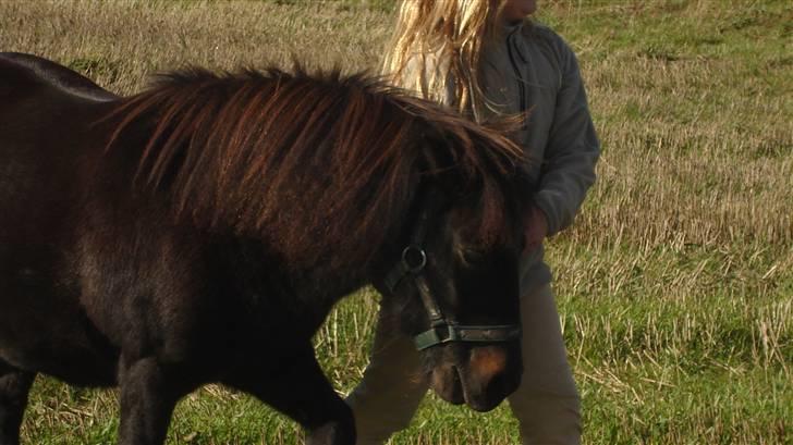 Anden særlig race munik - er på stup-mark det er sjovt billede 3