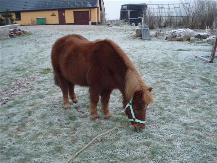 Shetlænder Masja billede 15