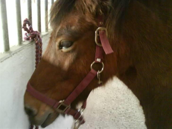 Islænder fluga - i stalden!!<3 billede 2