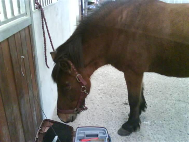 Islænder fluga - neej det her er da spædende!! hehe billede 3