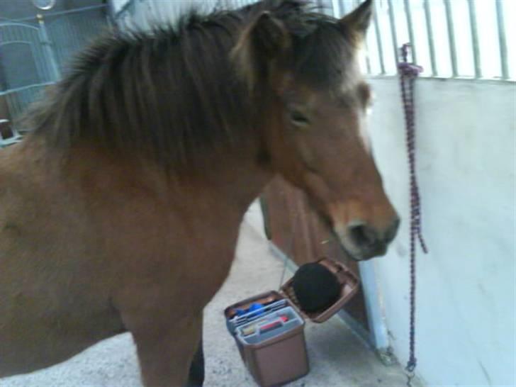 Islænder fluga - smukke fluga!<3 billede 4