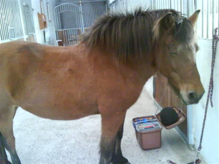 Islænder fluga - jahh lidt godt i stand er man vel altid hehe;) billede 5